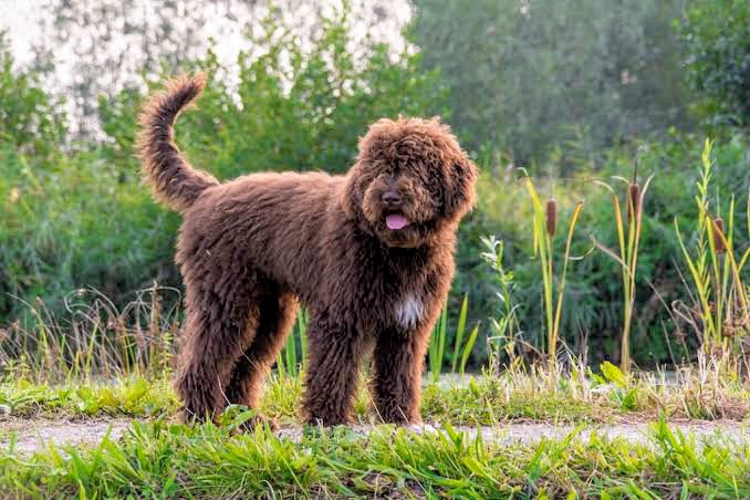 Brown Barbet standing outside