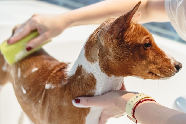 Basenji being bathed