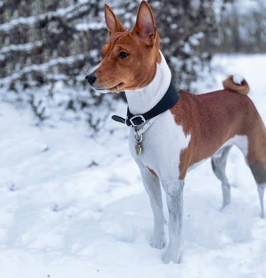 Basenji in winter
