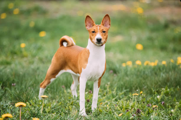 Basenji dog standing elegantly
