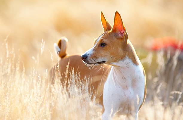 Basenji in wheat field