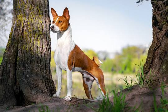 Alert Basenji