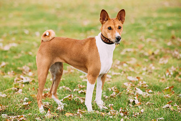 Basenji on lawn