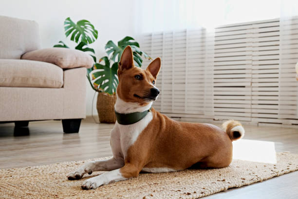 Basenji listening attentively