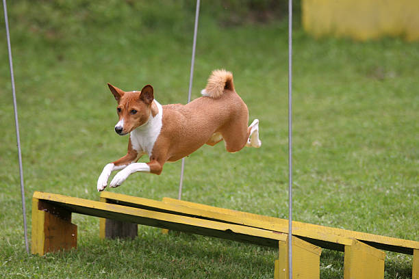 Basenji showing agility
