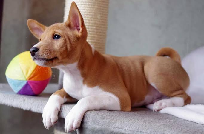 Basenji puppy on sofa