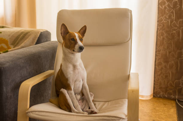 Well-groomed Basenji on chair