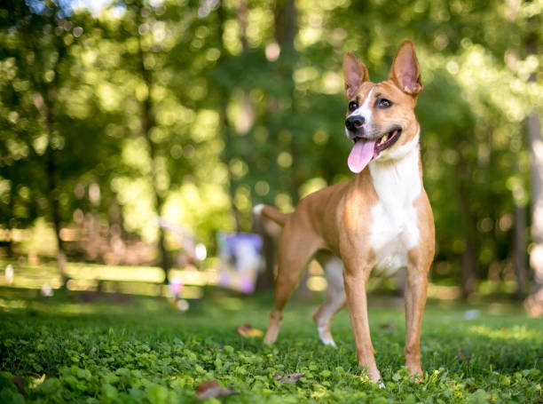 Happy Basenji outdoors