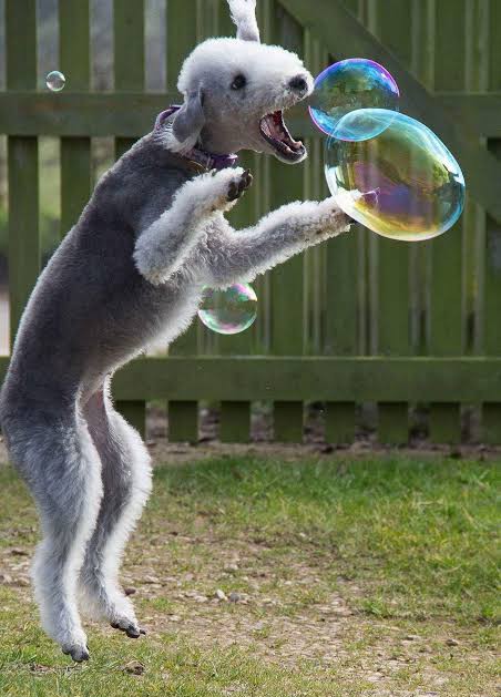 Bedlington Terrier playing with soap bubbles