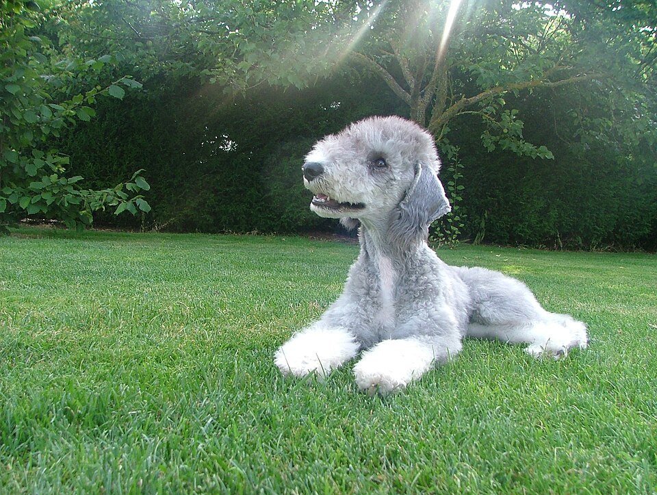 Bedlington Terrier in sun rays