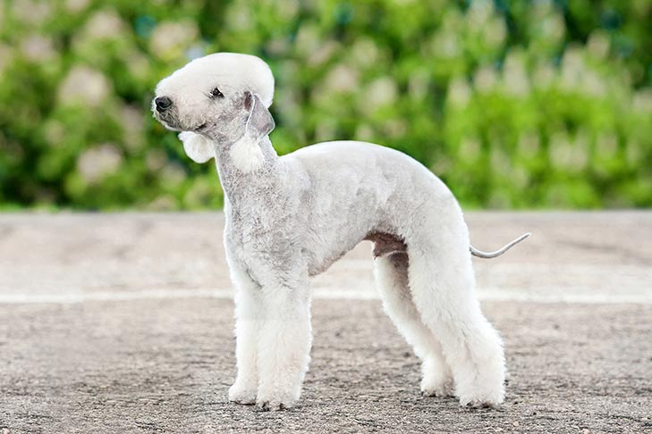 Bedlington Terrier standing outdoors