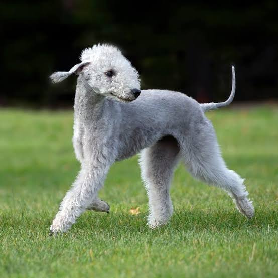 Bedlington Terrier running