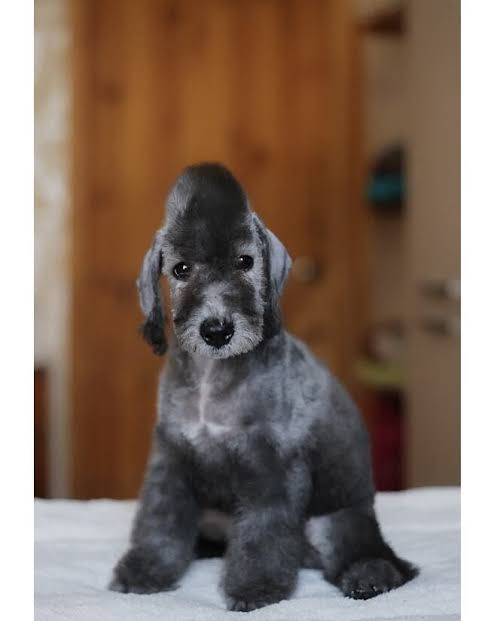 Black Bedlington Terrier puppy
