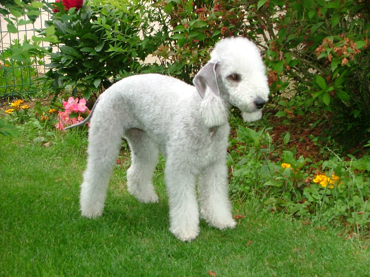 Bedlington Terrier in garden