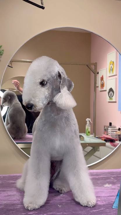 Bedlington Terrier grooming