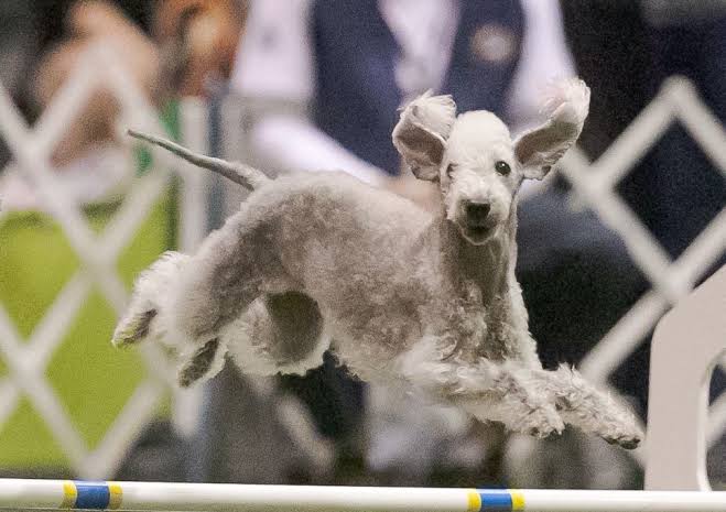 Bedlington Terrier agility