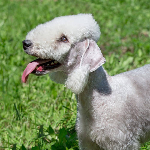 Bedlington Terrier face closeup