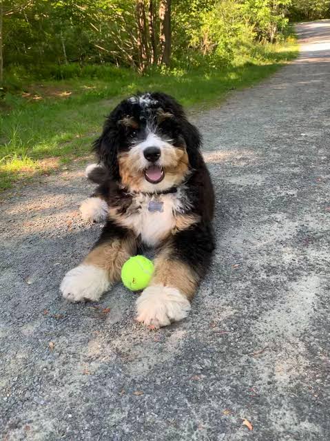 Bernedoodle playing with ball outdoors