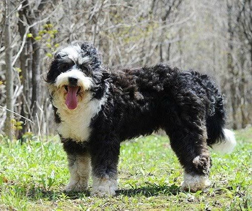 Happy fluffy Bernedoodle outdoors