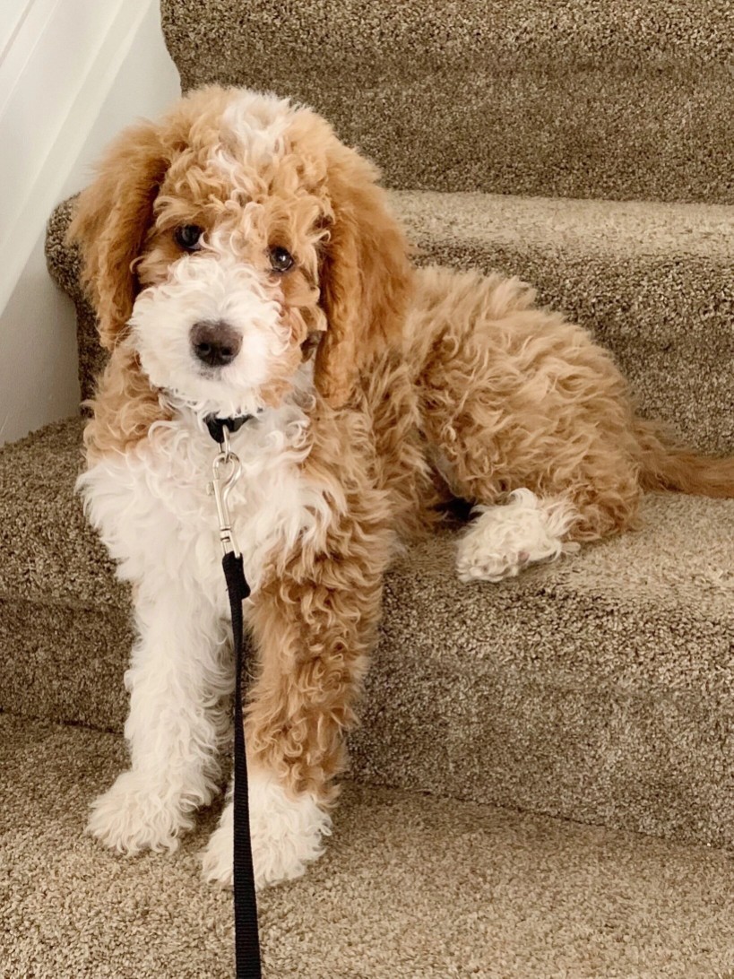 Latte-colored Bernedoodle on stairs