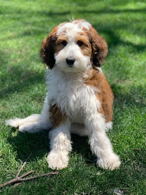 Latte Bernedoodle on green grass