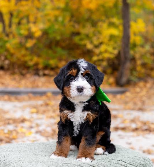 Black tricolor Bernedoodle puppy in autumn