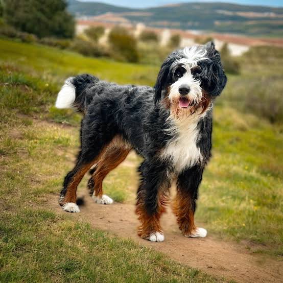 Black tricolor Bernedoodle outdoors