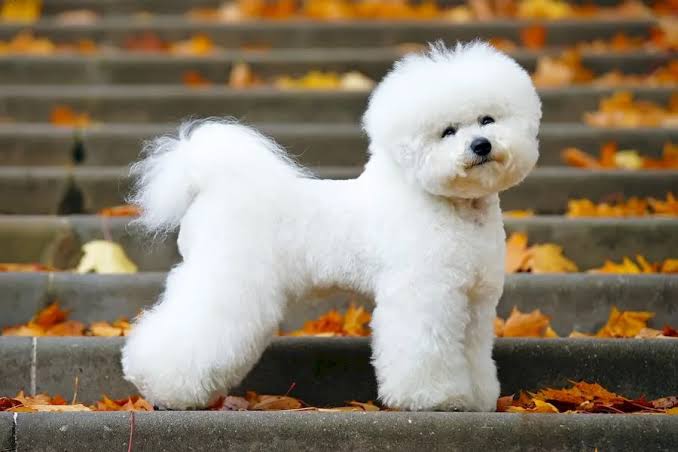 Bichon Frise in autumn leaves