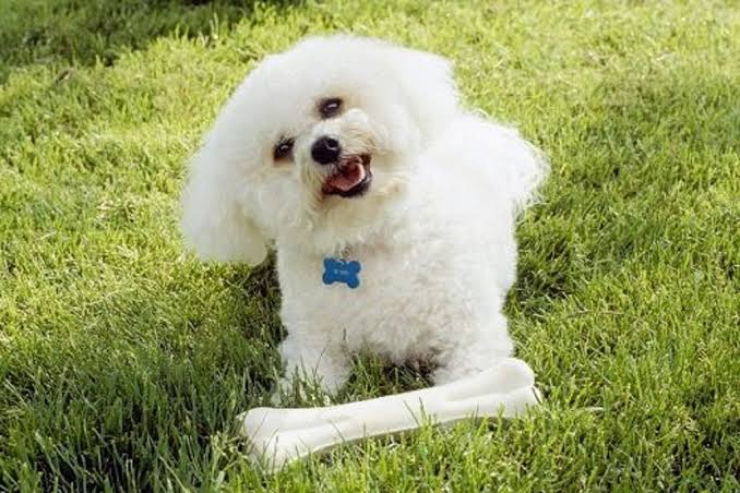 Bichon Frise playing on grass