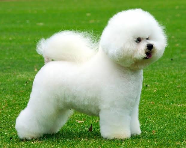 Bichon Frise, hypoallergenic dog