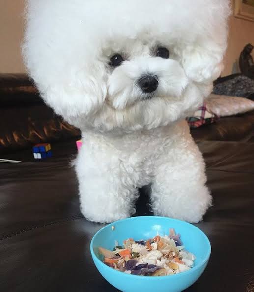 Bichon Frise eating