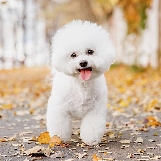 Bichon Frise in autumn