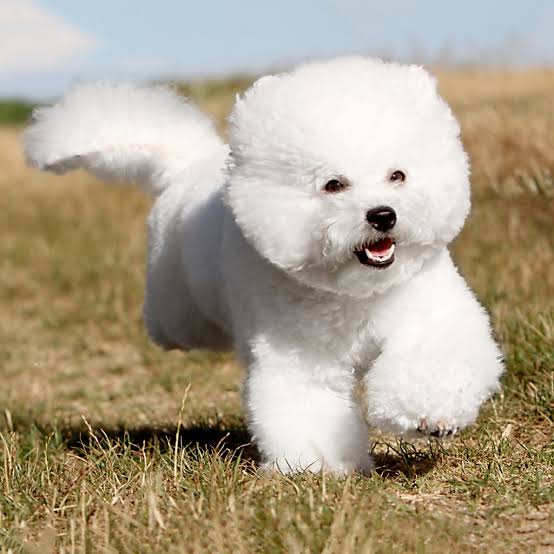 Bichon Frise running in field