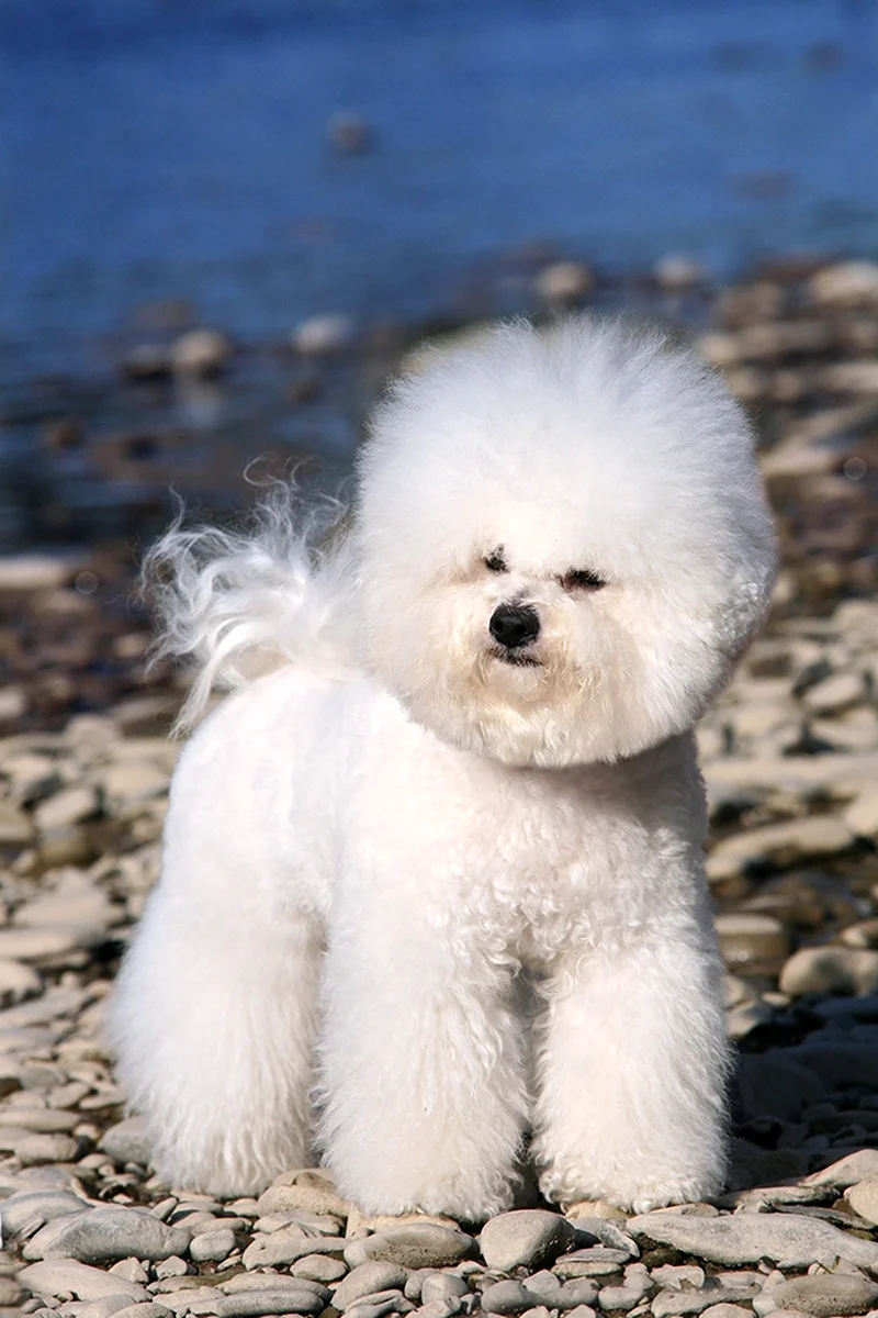 Bichon Frise by the sea
