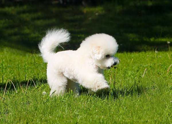 Bichon Frise puppy