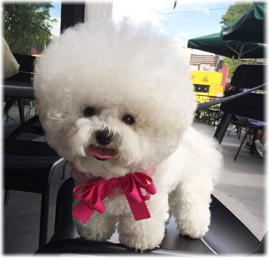Bichon Frise grooming