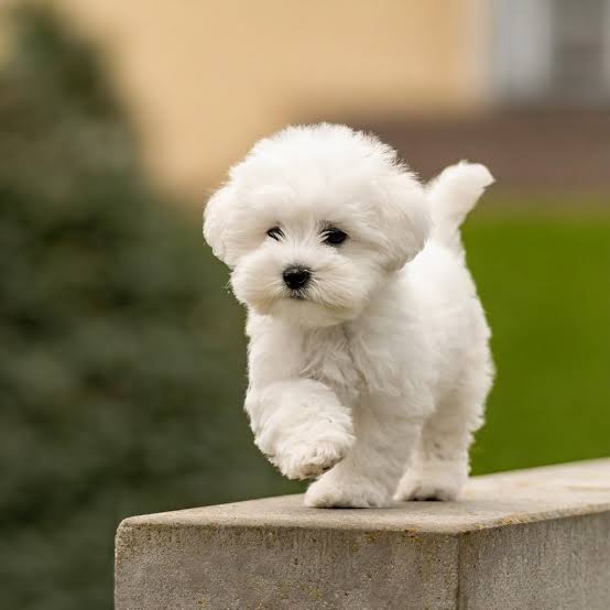 Adorable Bichon Frise puppy running happily