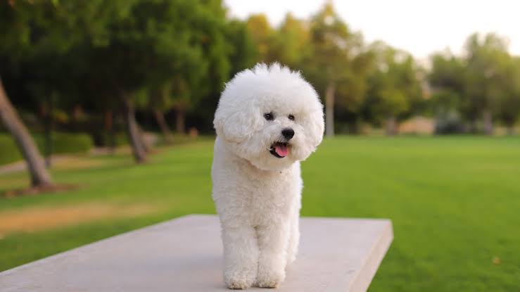 Bichon Frise portrait on park bench
