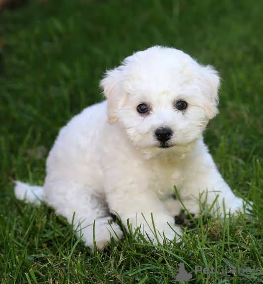 Adorable Bichon Frise puppy sitting on grass