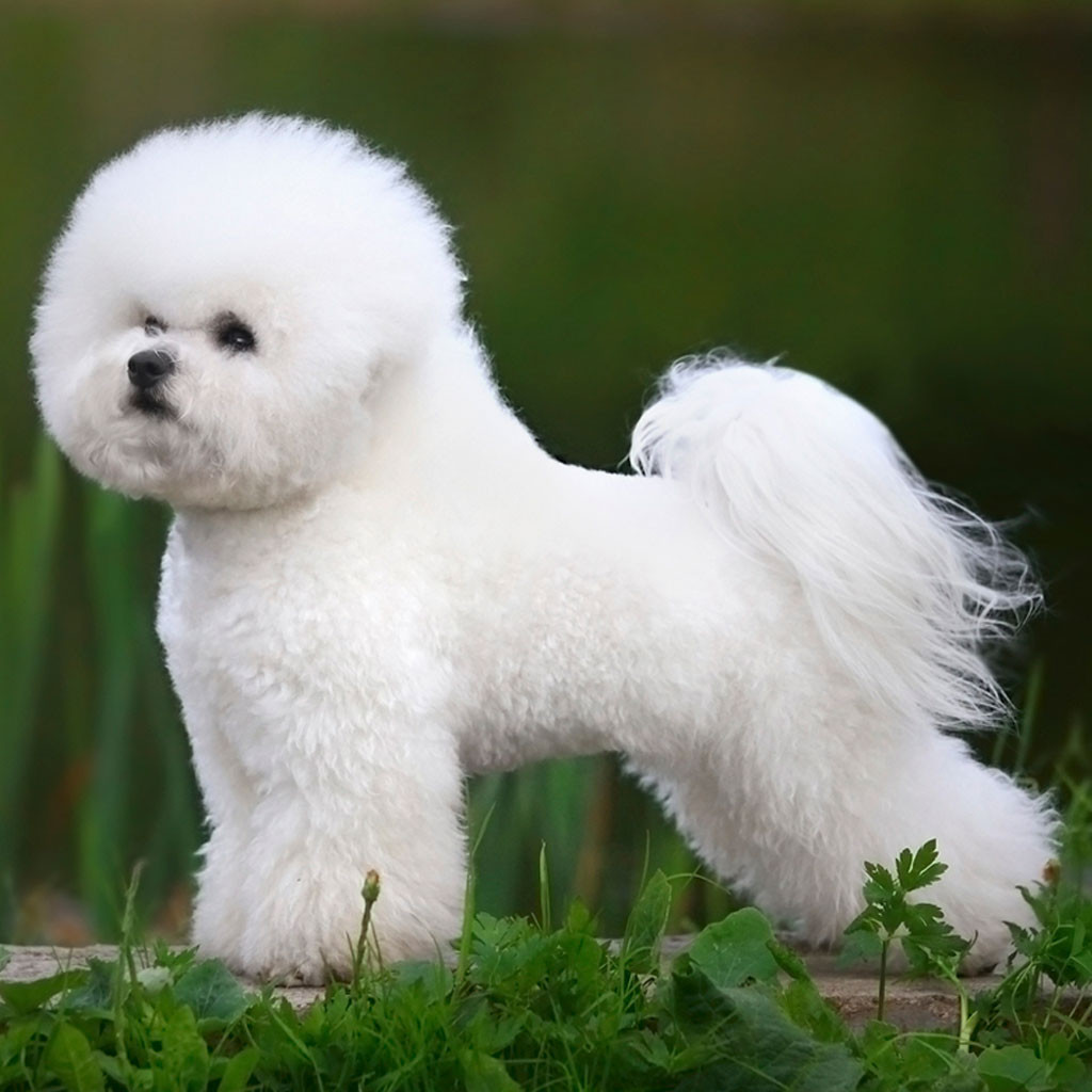 Are Bichon Frise Hypoallergenic? Complete Guide for Dog Lovers