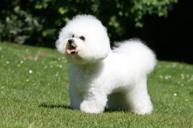 Bichon Frise standing on garden lawn