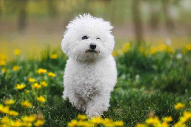 Fluffy Bichon Frise among yellow flowers