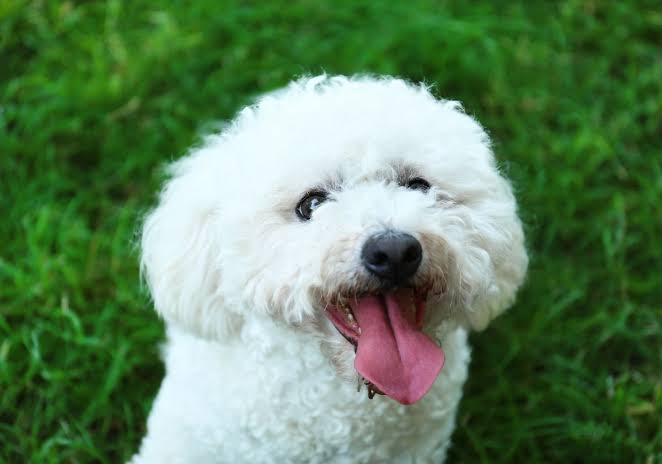 Happy Bichon Frise close-up portrait
