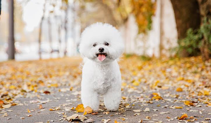 Smiling Bichon Frise among autumn leaves