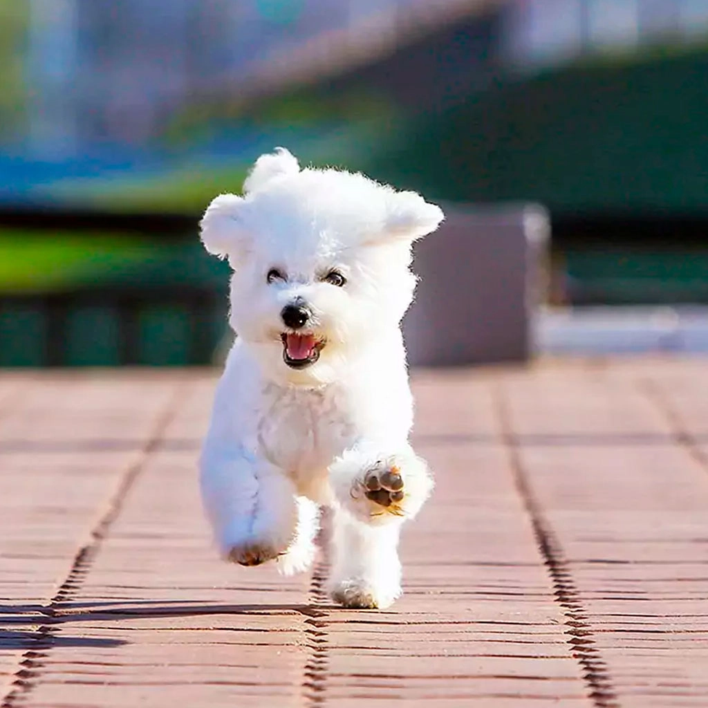 White Bichon Frise running on path