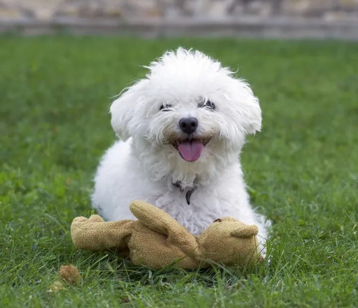 Bolognese playing with teddy bear