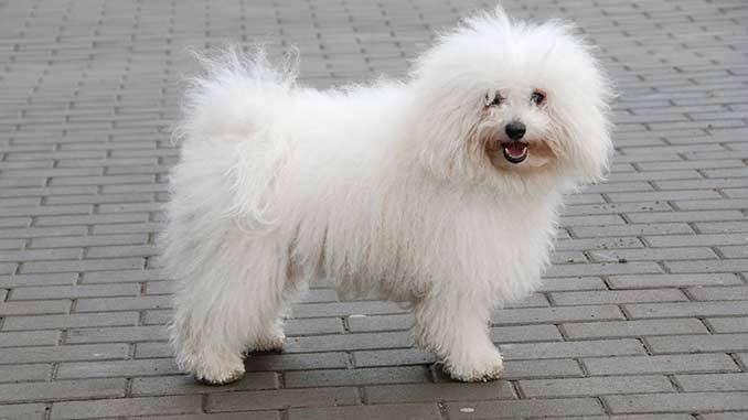 Bolognese on outdoor asphalt