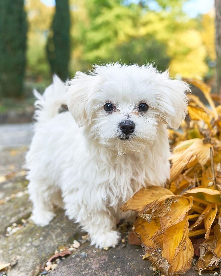 Bolognese in autumn leaves