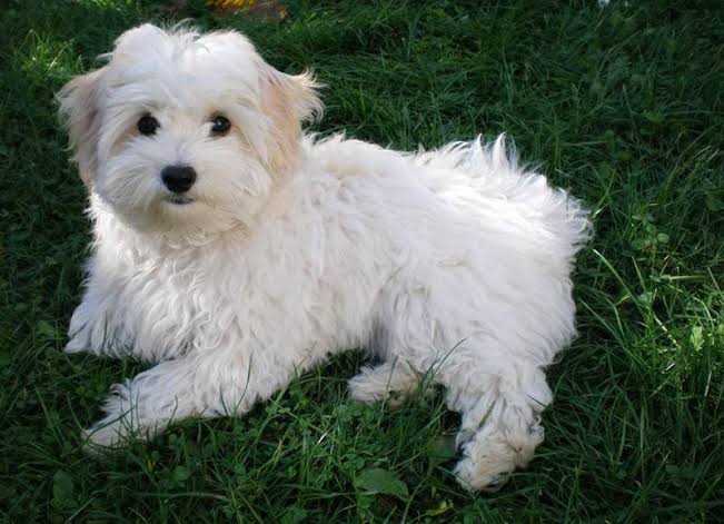 Bolognese on green grass