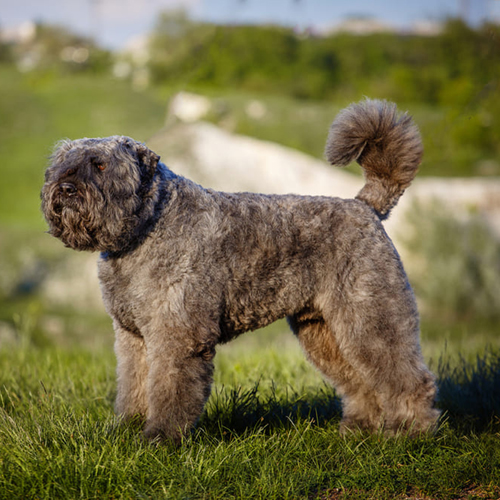 Healthy Bouvier des Flandres outdoors